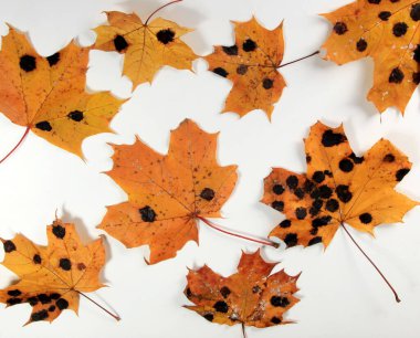 Sarı akçaağaç yaprakları siyah ve beyaz benekli. Rhhytisma acerinum mantarının sebep olduğu akçaağaç yaprağında mantar hastalığı veya katran lekesi