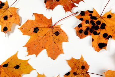 Sarı akçaağaç yaprakları siyah ve beyaz benekli. Rhhytisma acerinum mantarının sebep olduğu akçaağaç yaprağında mantar hastalığı veya katran lekesi