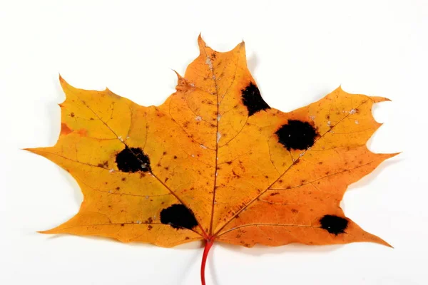 Gelbe Ahornblätter Mit Schwarzen Und Weißen Flecken Pilzerkrankung Oder Teerfleck — Stockfoto