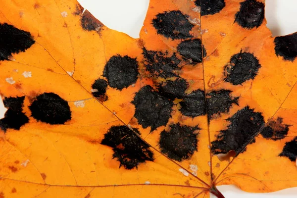 Yellow Maple Leaves Black White Spots Fungal Disease Tar Spot — Stock Photo, Image