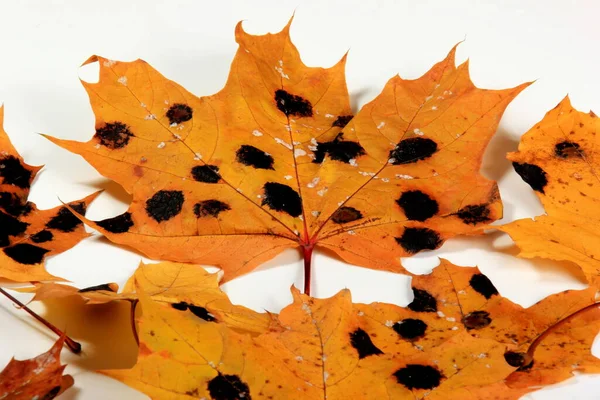 Gelbe Ahornblätter Mit Schwarzen Und Weißen Flecken Pilzerkrankung Oder Teerfleck — Stockfoto