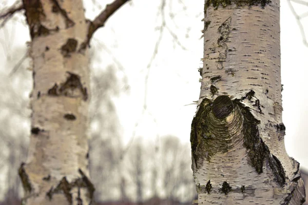 Young Birches Black White Birch Bark Spring Birch Grove Background — Stock Photo, Image