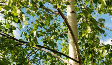 Genç huş ağaçları ve siyah beyaz huş ağacıyla İlkbaharda mavi bir bahar gökyüzüne karşı.