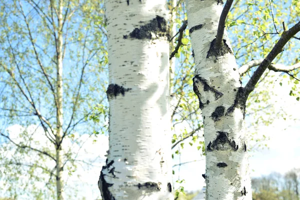 Jeunes Bouleaux Écorce Bouleau Noir Blanc Printemps Contre Ciel Bleu — Photo