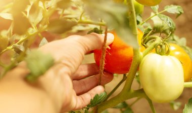 Bir seradaki çalılıktan olgun domates toplayan bir çiftçinin dişi elleri. Tarım kavramı.