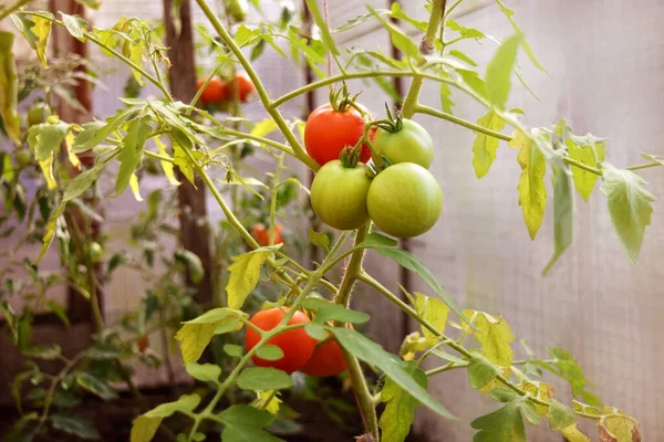 Mogna Och Gröna Tomater Växer Ett Växthus Ett Gäng Tomater — Stockfoto