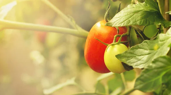 Tomates Maduros Crescem Uma Estufa Bando Fresco Tomates Naturais Vermelhos — Fotografia de Stock