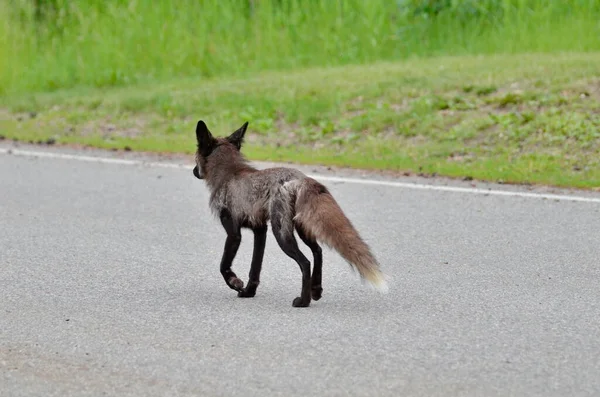 Silver Fox Melanistyczna Odmiana Czerwonego Lisa Wzdłuż Utwardzonej Drogi Saskatchewan — Zdjęcie stockowe