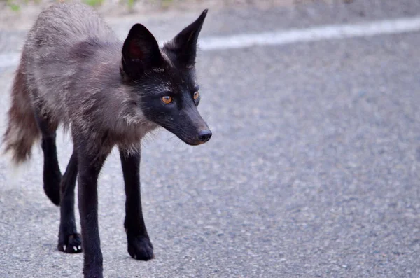 Silver Fox Melanistyczna Odmiana Czerwonego Lisa Wzdłuż Utwardzonej Drogi Saskatchewan — Zdjęcie stockowe