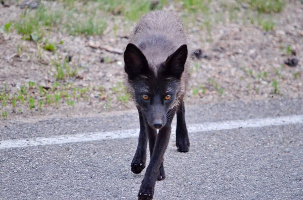 Silver Fox Uma Variedade Melanística Raposa Vermelha Longo Uma Estrada — Fotografia de Stock