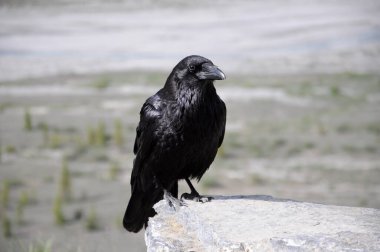 Jasper Ulusal Parkı 'nda Raven, Alberta, Kanada.
