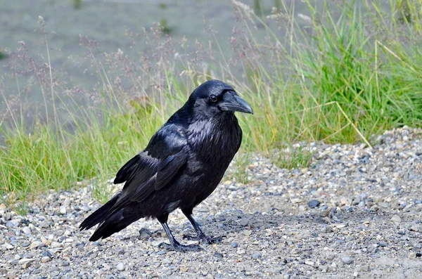 Raven Jasper National Park Alberta Canadá — Fotografia de Stock