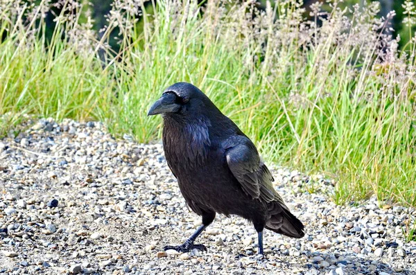 Ravn Jasper Nationalpark Alberta Canada - Stock-foto