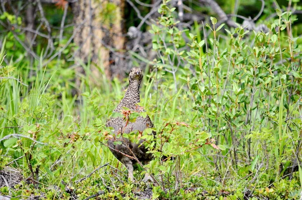 Yaz Mevsiminde Jasper Ulusal Parkı Alberta Kanada Spruce Grouse Kadın — Stok fotoğraf