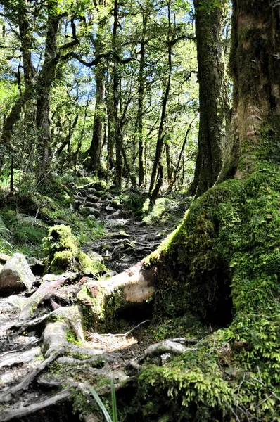 Пешеходная Дорожка Lake Marina Национальном Парке Fiordland National Park South — стоковое фото