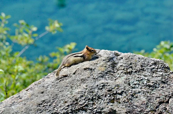 Esquilo Terra Manto Dourado Sentado Uma Rocha Parque Nacional Jasper — Fotografia de Stock