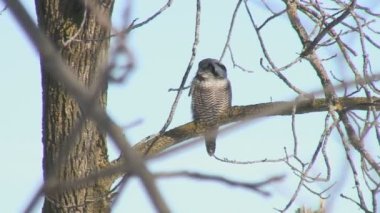 Kuzey Şahin Baykuşu Ontario, Kanada 'da bataklıkta