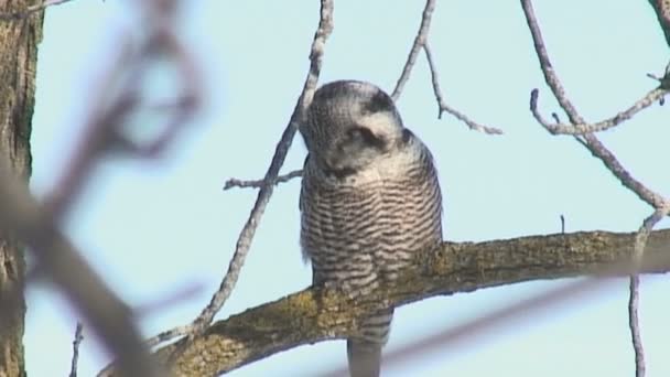 Northern Hawk Owl Болоте Онтарио Канада — стоковое видео