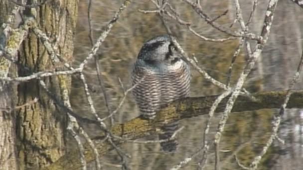 Northern Hawk Owl Swamp Ontario Canada — Stock Video