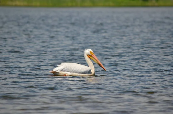 Pelícano Blanco Americano Largo Orilla Del Lago Ontario Oshawa Ontario — Foto de Stock