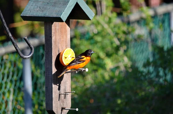 Baltimore Oriole Ontario Kanada Portakaldan Yiyor — Stok fotoğraf