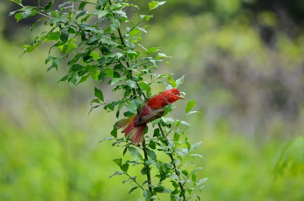 Toronto Ontario Kanada Bir Ağaç Dalına Tünemiş Summer Tanager — Stok fotoğraf