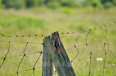 Ontario, Kanada 'daki ahşap çit direğinde sarı karınlı samur..