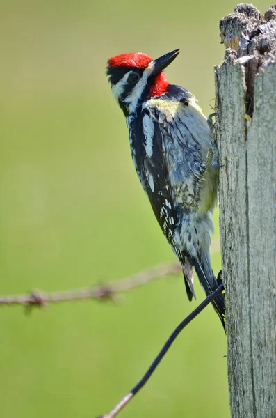 Ontario Kanada Daki Ahşap Çit Direğinde Sarı Karınlı Samur — Stok fotoğraf