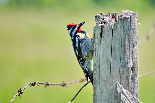 Yellow Bellied Sapsucker Wooden Fence Post Ontario Canada — Stock Photo, Image