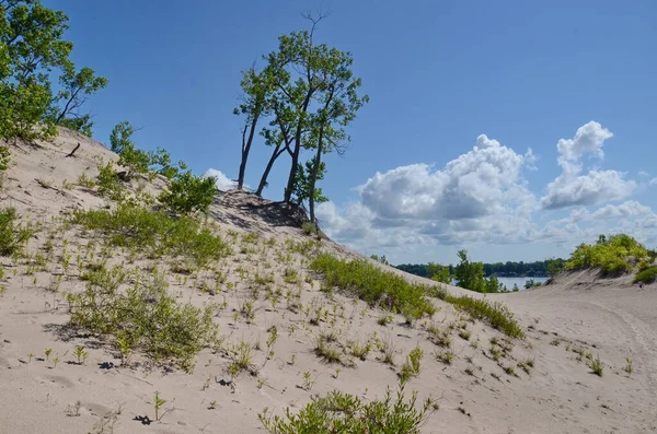 Піщані Дюни Піщаних Пляжах Сендбенкському Провінційному Парку Онтаріо Канада Піщані — стокове фото