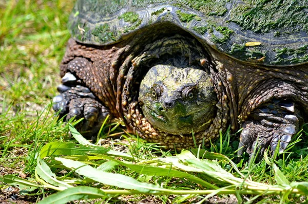 Snapping Turtle Trail - Stock-foto