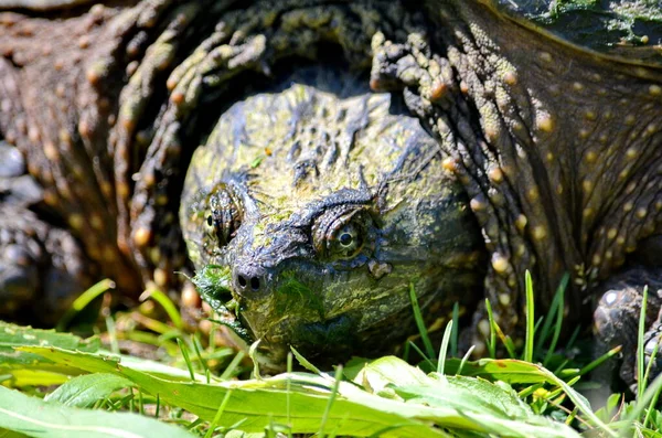 Сліпуча Черепаха Вздовж Стежки — стокове фото
