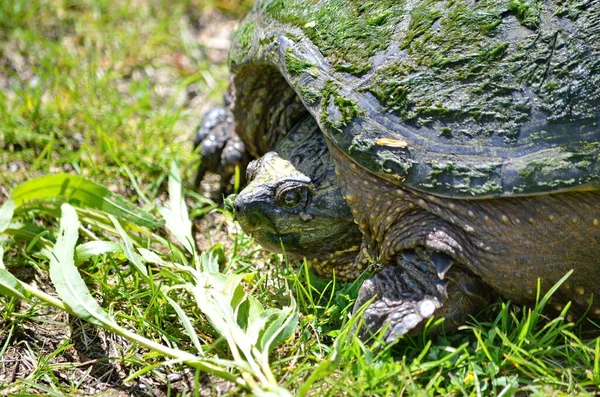 Snapping Turtle Trail - Stock-foto