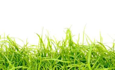 Kopya alanı olan taze yeşil çimenler