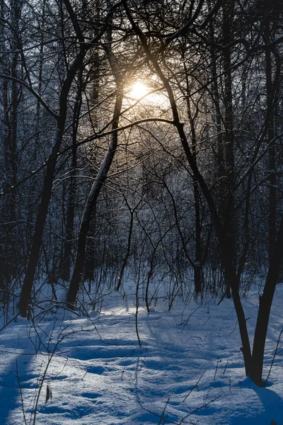 冬の森の風景 雪に覆われた木々の間に太陽が輝いている — ストック写真