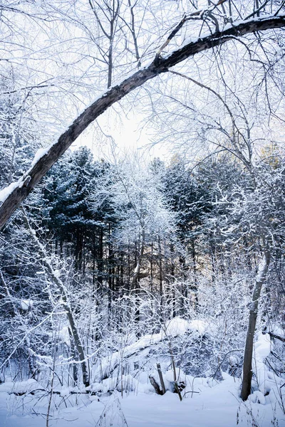 Paisaje Forestal Invernal Sol Brilla Entre Los Árboles Cubiertos Nieve — Foto de Stock