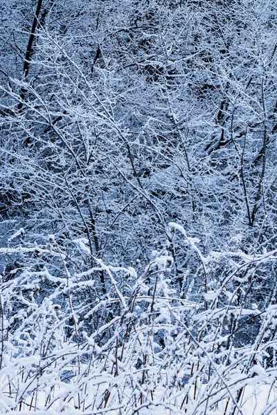 Vinterskogens Landskap Solen Skiner Genom Snötäckta Träden — Stockfoto