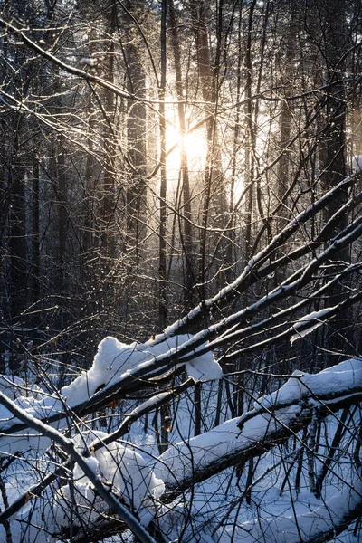 冬の森の風景 雪に覆われた木々の間に太陽が輝いている — ストック写真