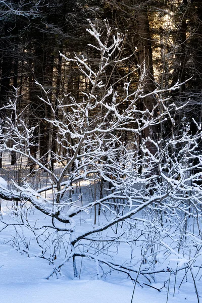 Paisaje Forestal Invernal Sol Brilla Entre Los Árboles Cubiertos Nieve — Foto de Stock