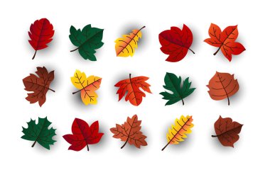 Akçaağaç vektör seti bırakır. sonbahar