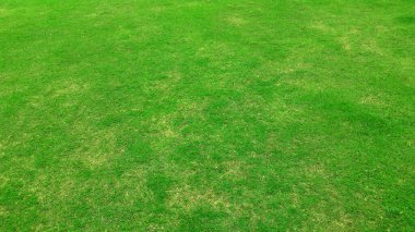 full frame shot of green lawn for background
