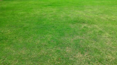 full frame shot of green lawn for background