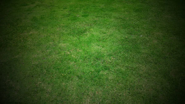 Full Frame Shot Green Lawn Background — стоковое фото