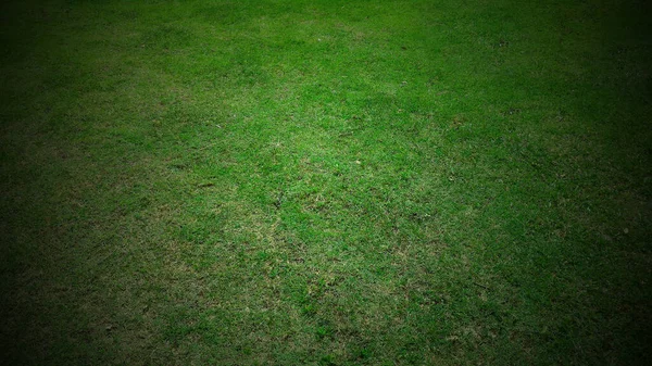 Full Frame Shot Green Lawn Background — Foto Stock