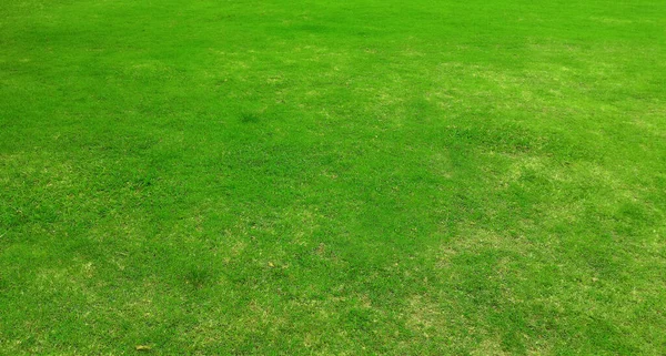 Full Frame Shot Green Lawn Background — стоковое фото