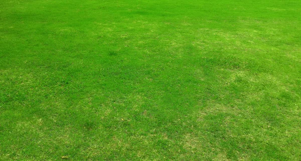 Full Frame Shot Green Lawn Background —  Fotos de Stock