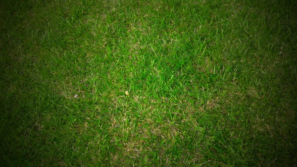 Full Frame Shot Green Lawn Background — 스톡 사진