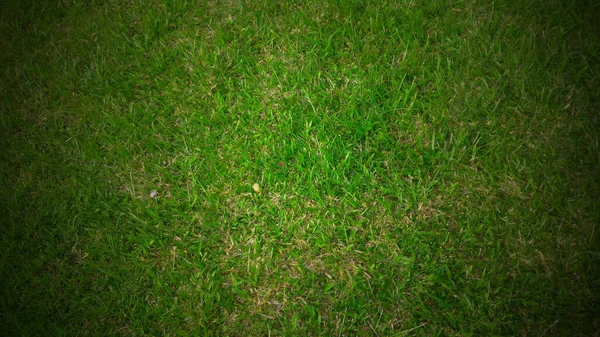 Full Frame Shot Green Lawn Background — Fotografia de Stock