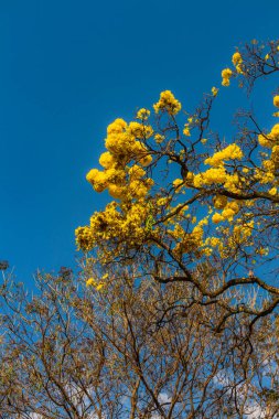 Sarı çiçek ağacı, Ipe, Belo Horizonte, Brezilya