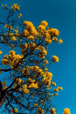Sarı çiçek ağacı, Ipe, Belo Horizonte, Brezilya